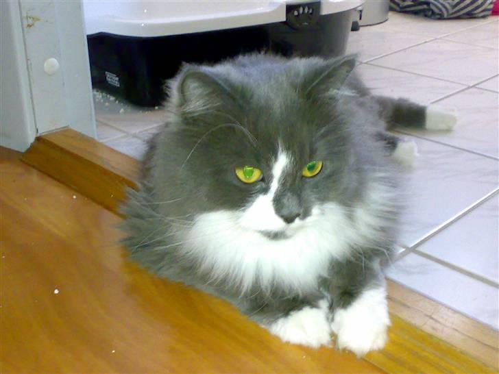 Blanding af racer Bine billede 10