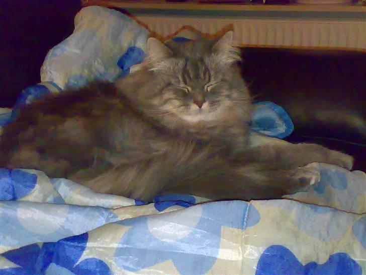 Blanding af racer Bailey billede 7