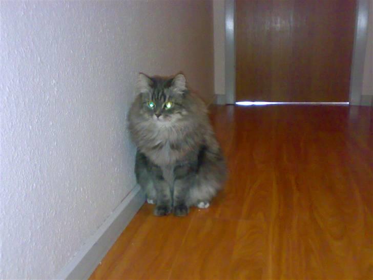 Blanding af racer Bailey billede 8