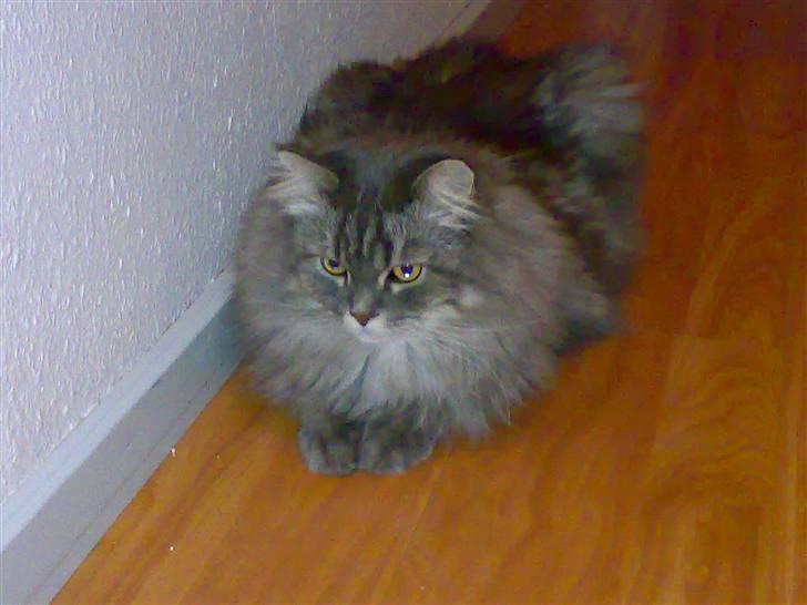 Blanding af racer Bailey billede 9