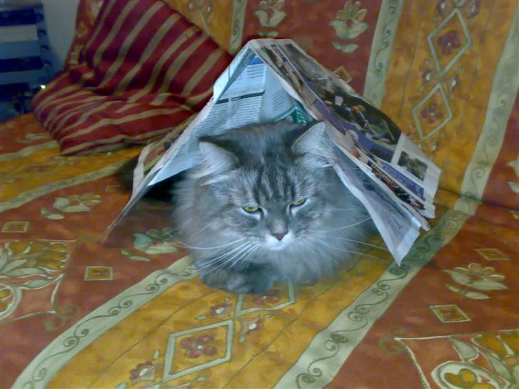 Blanding af racer Bailey billede 10