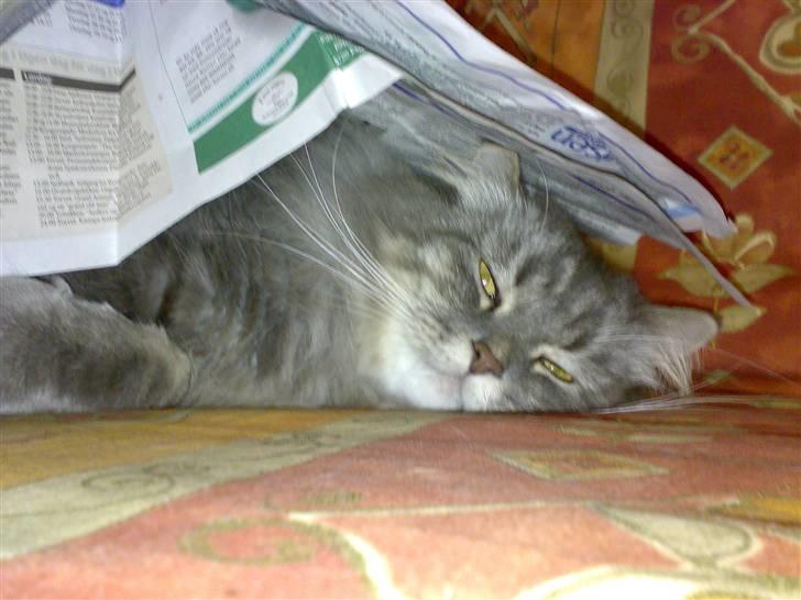 Blanding af racer Bailey billede 11