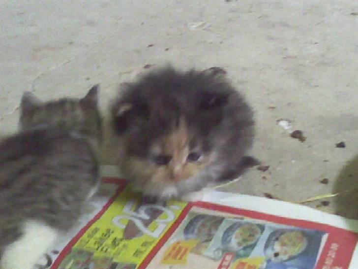 Blanding af racer Pjuske - Da jeg var bette :D billede 9