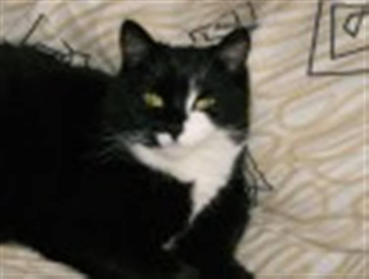 Blanding af racer Bøhh billede 2