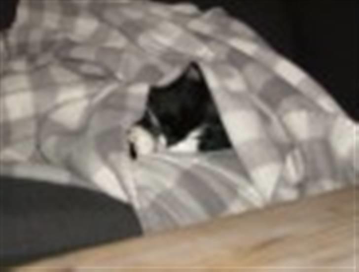 Blanding af racer Bøhh billede 3