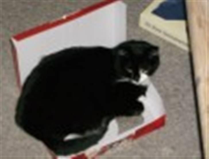 Blanding af racer Bøhh billede 4