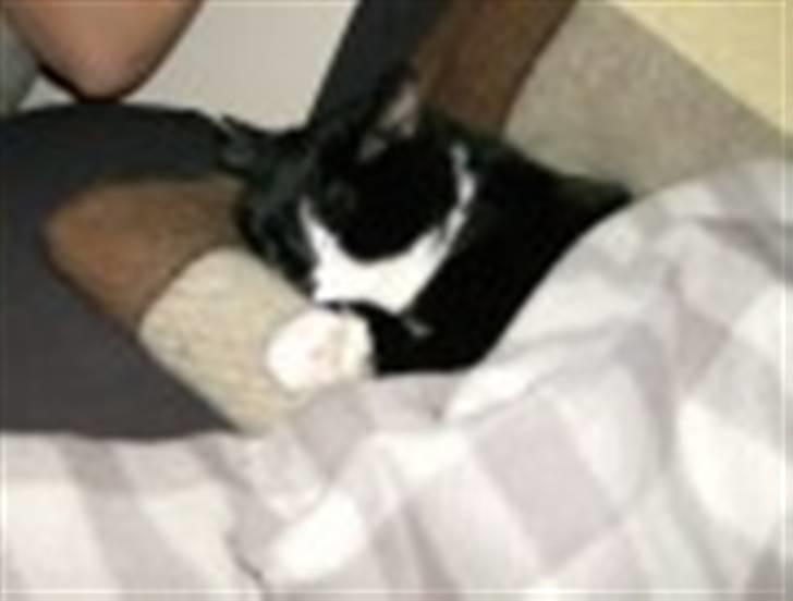 Blanding af racer Bøhh billede 5