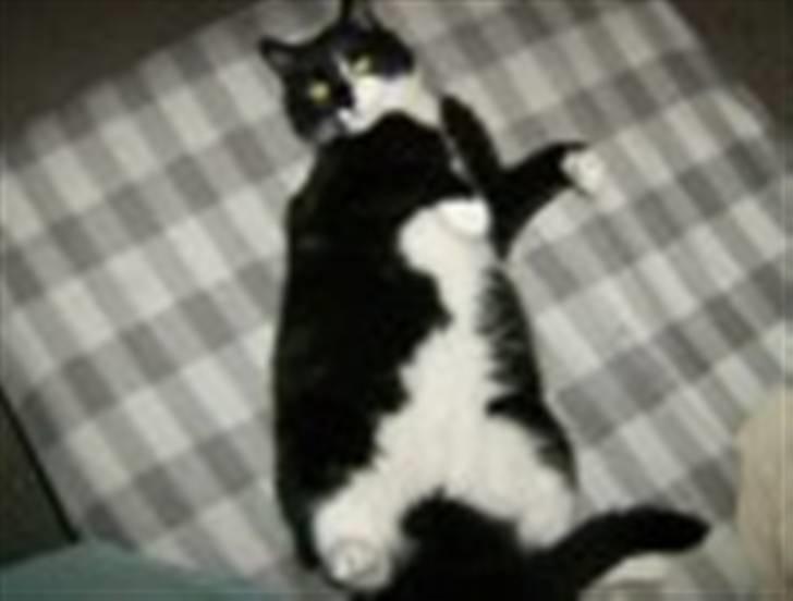 Blanding af racer Bøhh billede 6