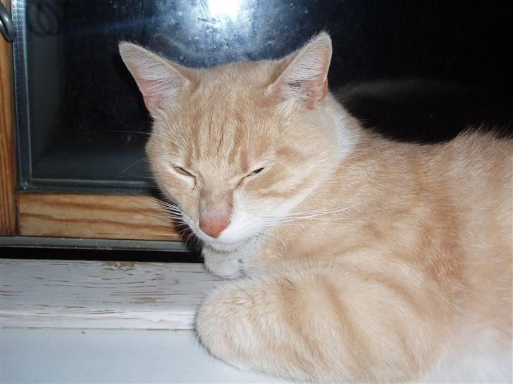 Huskat lucifer billede 1