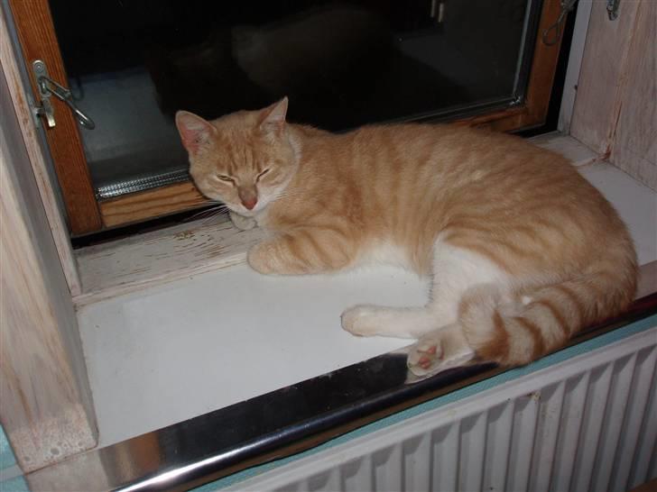 Huskat lucifer billede 2