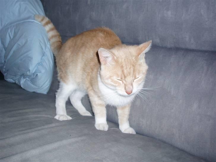 Huskat lucifer billede 3