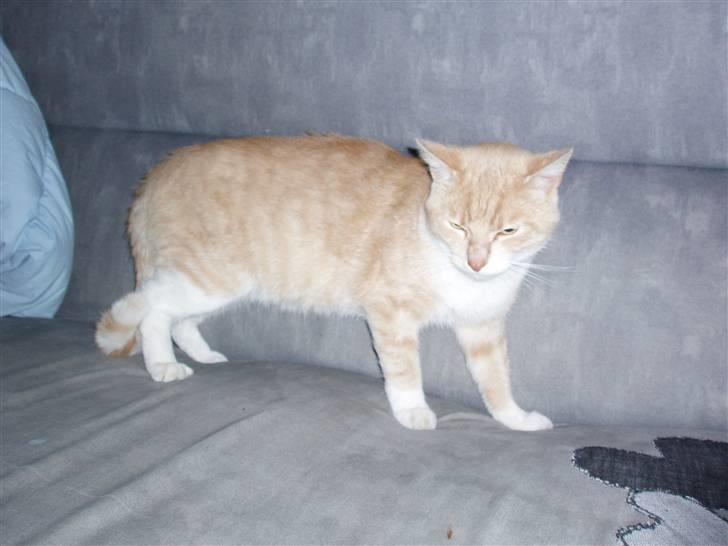 Huskat lucifer billede 4