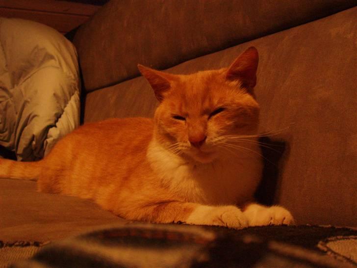 Huskat lucifer billede 5