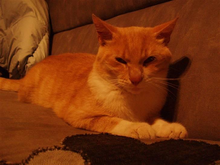 Huskat lucifer billede 6