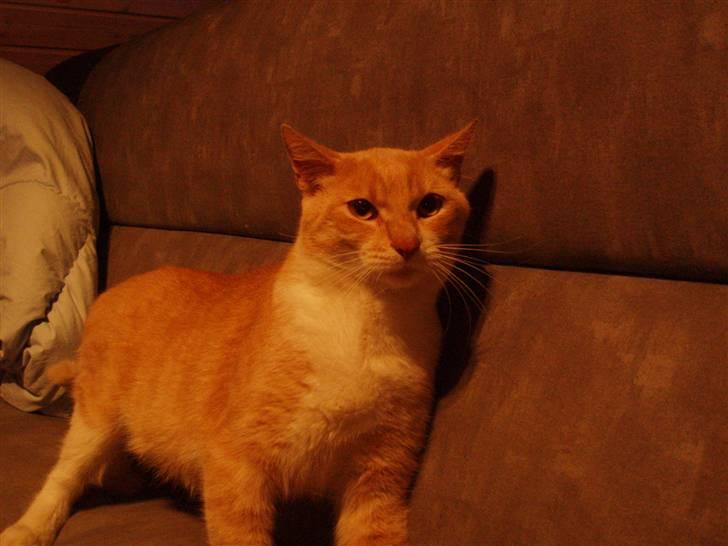 Huskat lucifer billede 7