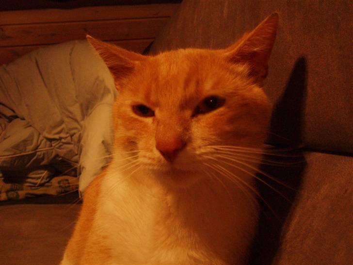 Huskat lucifer billede 8