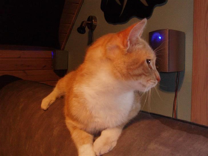 Huskat lucifer billede 9