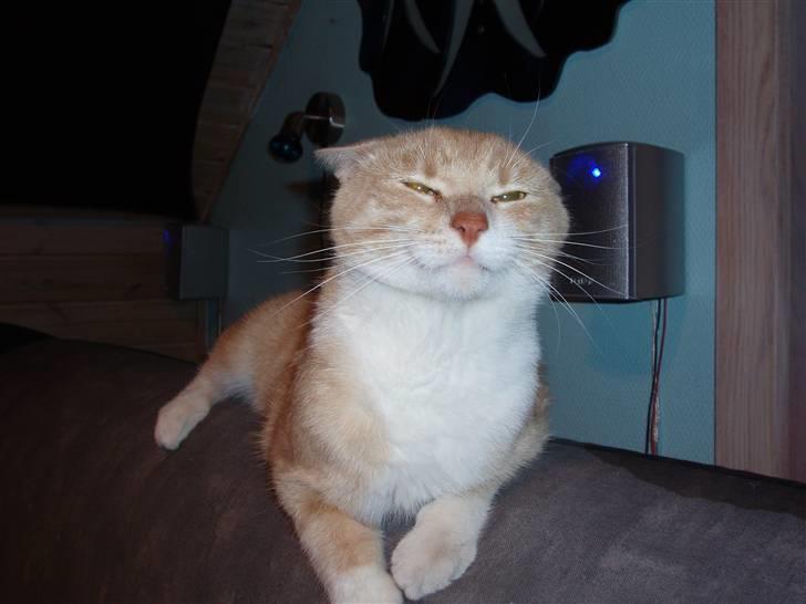 Huskat lucifer billede 10