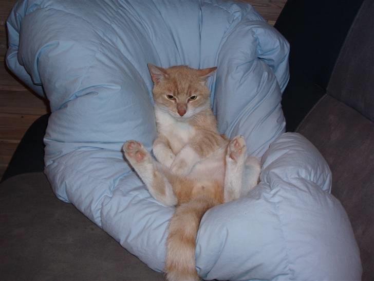 Huskat lucifer billede 11