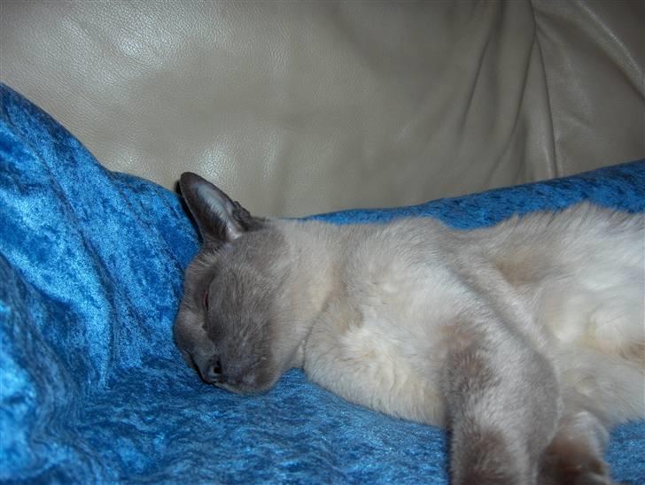 Siameser Fie  Død 10-o4-08.  20 år - Tabt for omverdenen :) billede 2