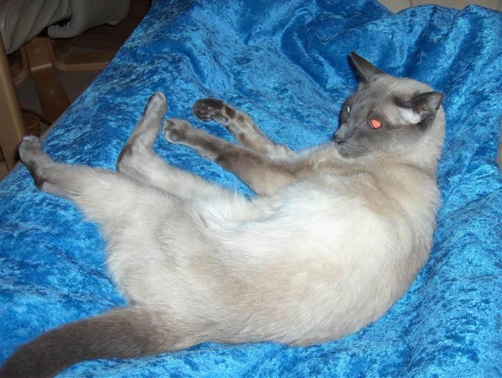 Siameser Fie  Død 10-o4-08.  20 år - Har jeg det ikke bare godt !! billede 3