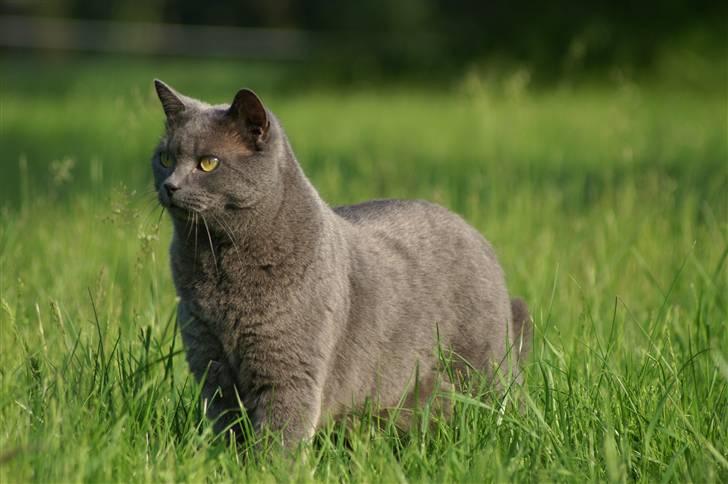 Blanding af racer Simba billede 5