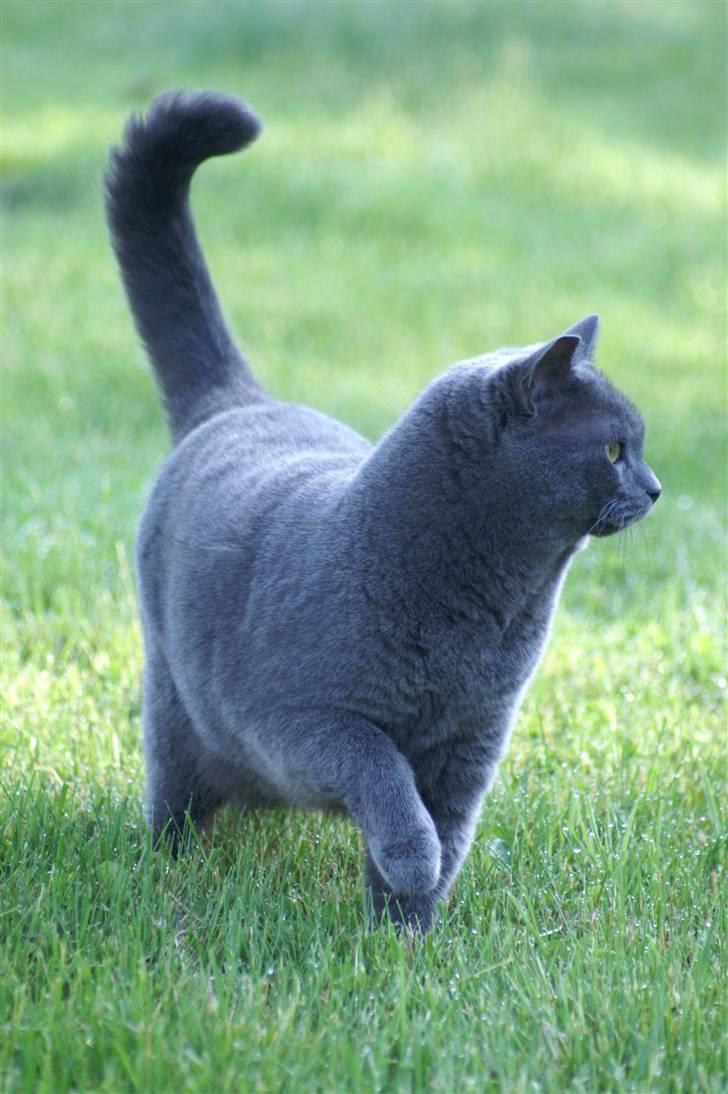 Blanding af racer Simba billede 6