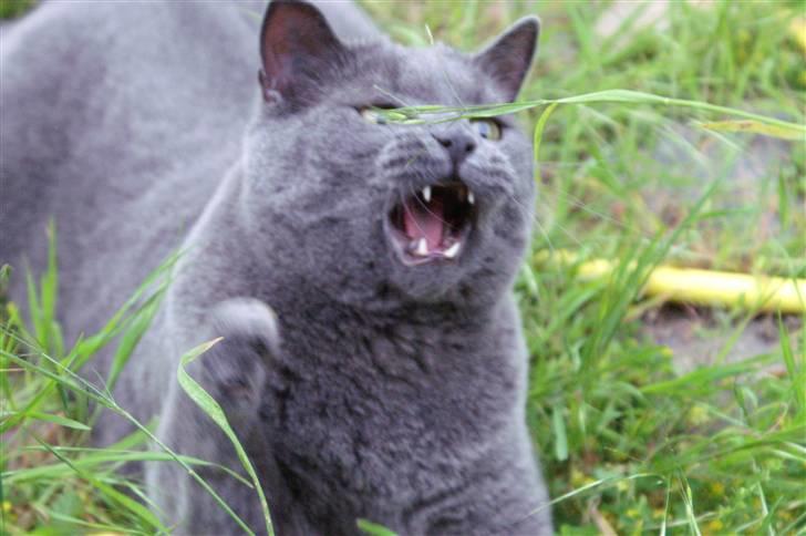 Blanding af racer Simba billede 7