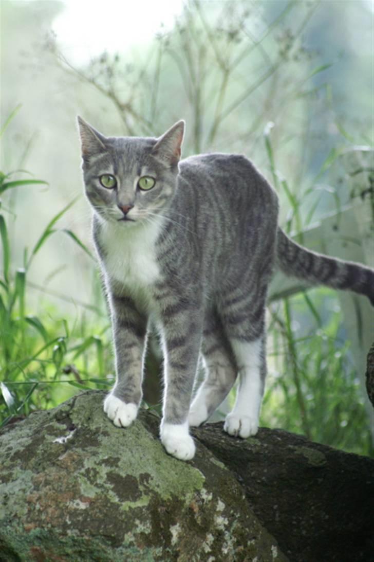 Blanding af racer Mette billede 6