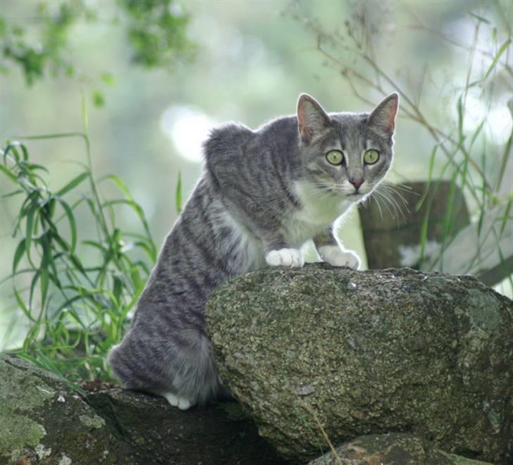 Blanding af racer Mette billede 7