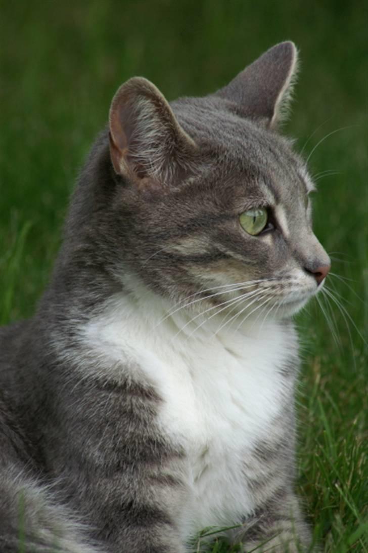 Blanding af racer Mette billede 8