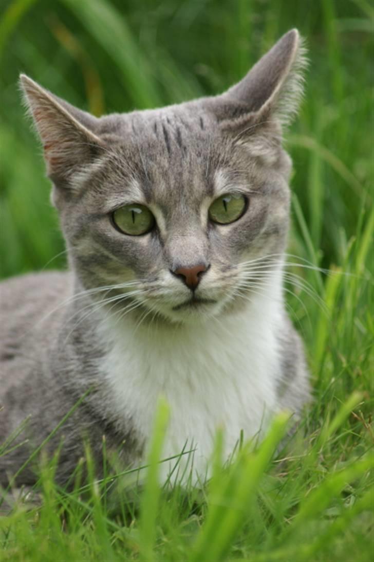 Blanding af racer Mette billede 9