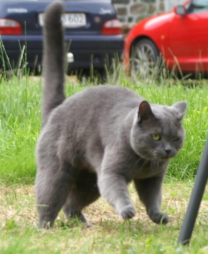 Blanding af racer Simba billede 8