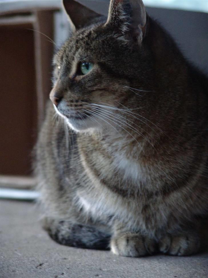 Huskat Mickey - R.I.P billede 14