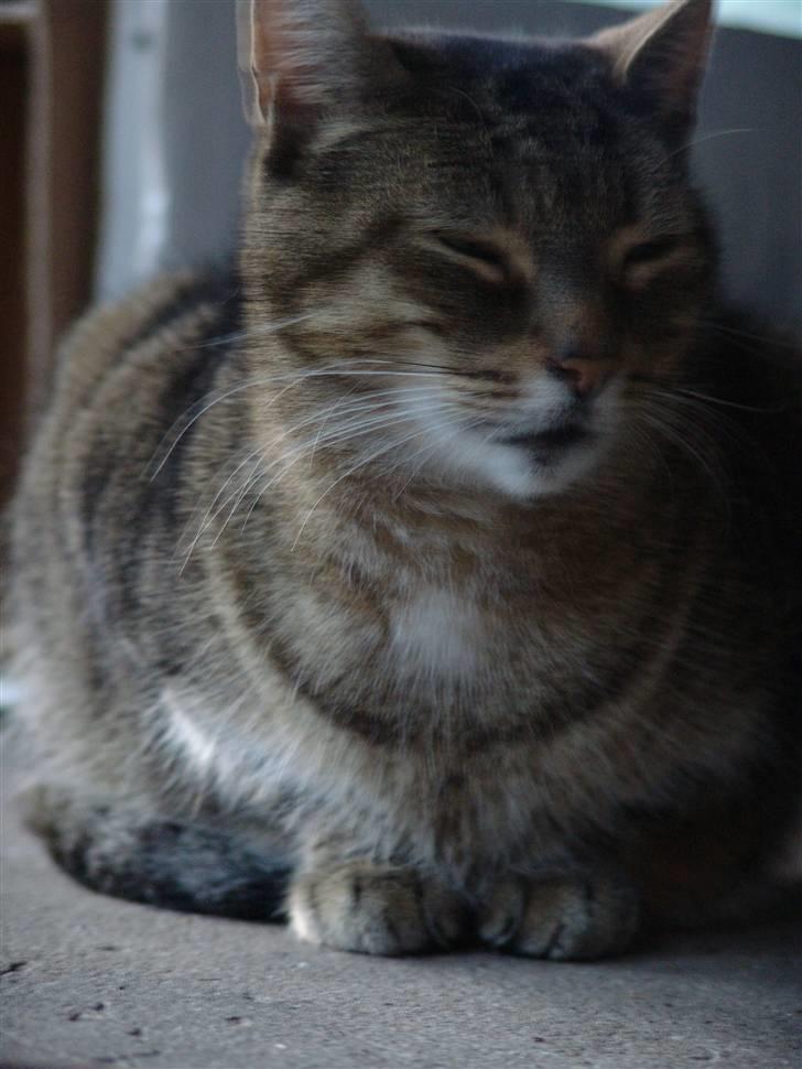 Huskat Mickey - R.I.P billede 15