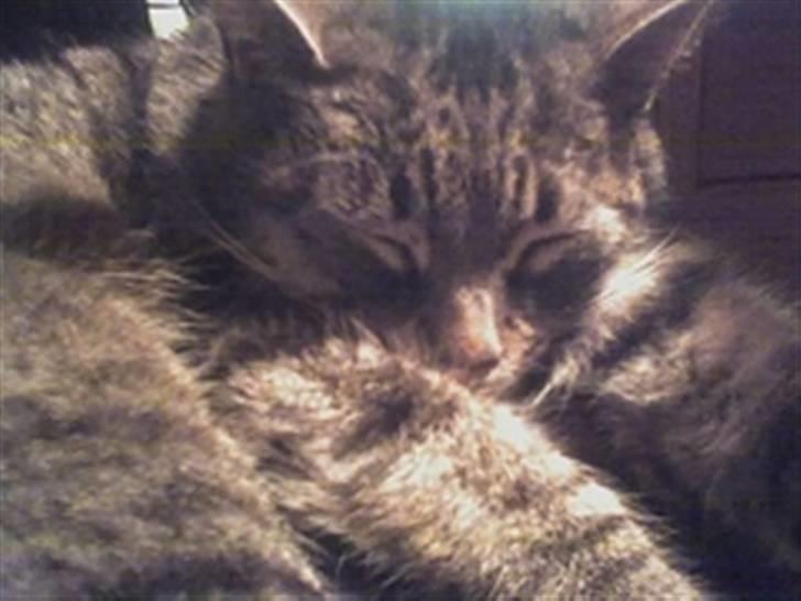 Huskat Mickey - R.I.P - DND billede 16