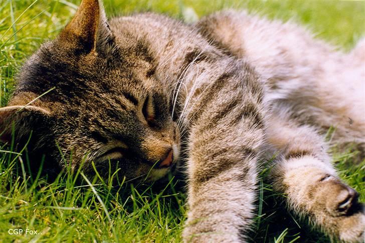 Huskat Mickey - R.I.P billede 17