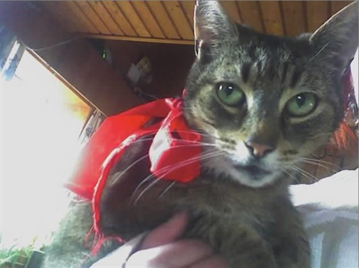 Huskat Mickey - R.I.P - Hvor er jeg ydmygende ´kær´ :( billede 18