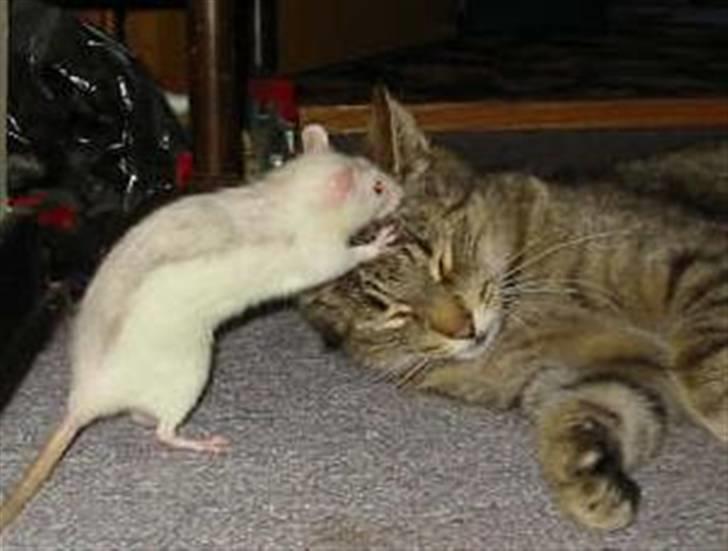 Huskat Mickey - R.I.P - Mickeys eneste ven, som accepterede ham for den kat han var, uden at dominere ham. Hun  ville bare gerne nusse hans pels. R.I.P Malakian. billede 19