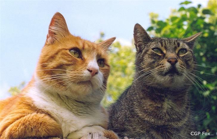 Huskat Mickey - R.I.P - Stoffer og Mickey hænger ud i haven... billede 20