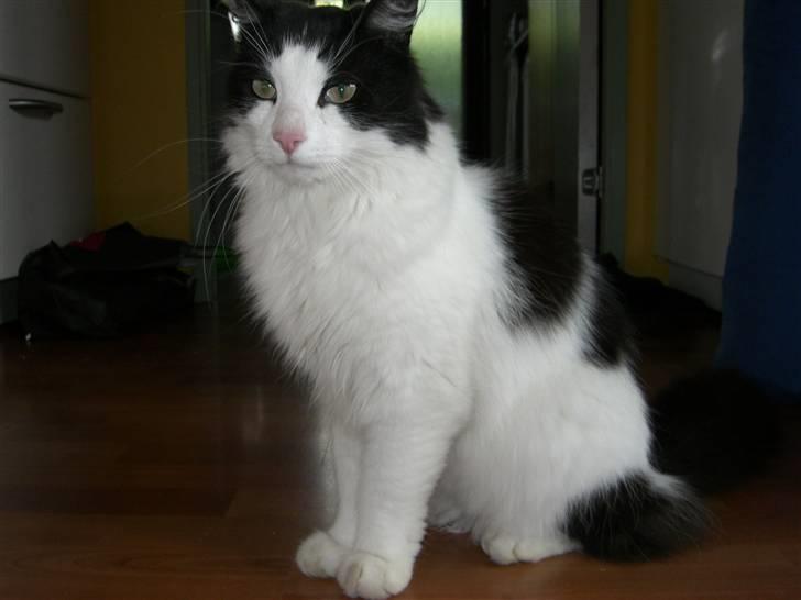 Huskat Fnuggi billede 1