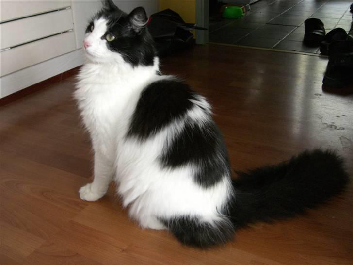 Huskat Fnuggi billede 3