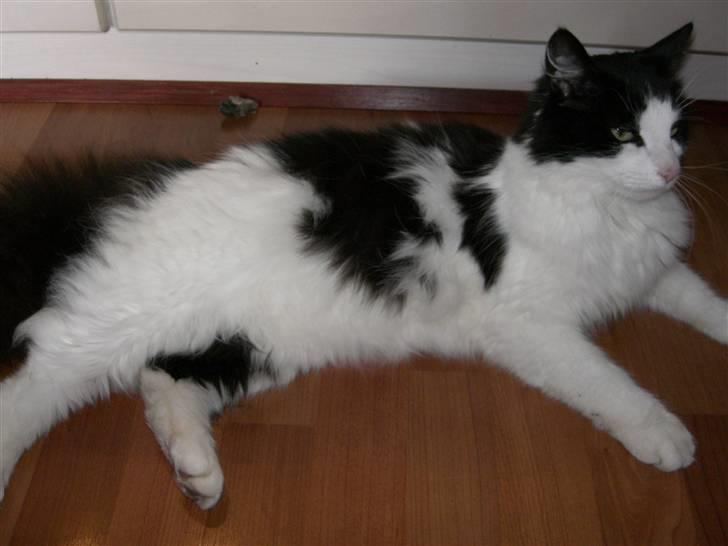 Huskat Fnuggi billede 4