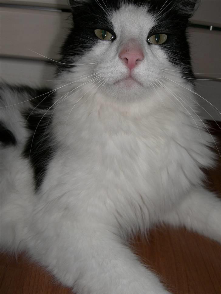 Huskat Fnuggi billede 5