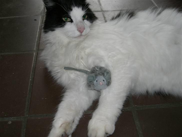 Huskat Fnuggi billede 6