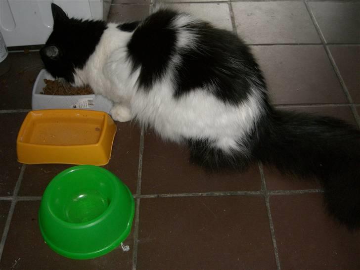 Huskat Fnuggi billede 7