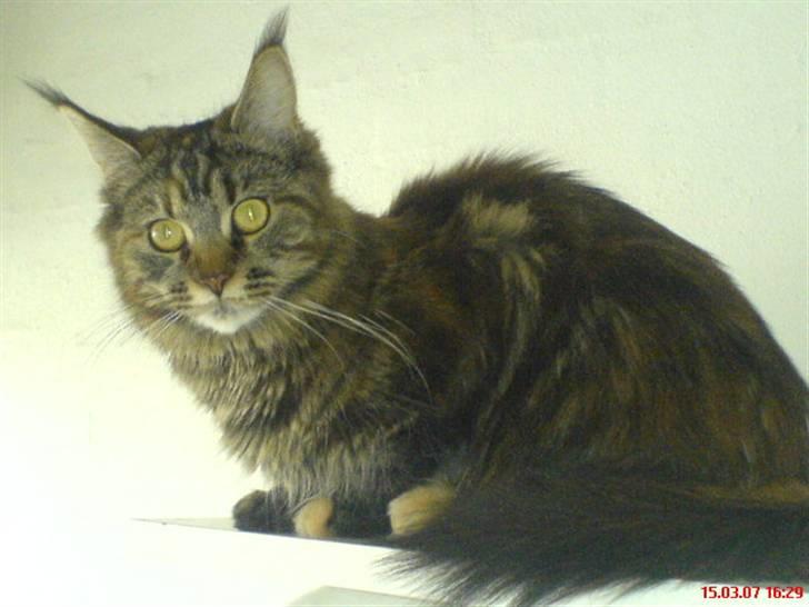 Maine Coon Freja billede 1