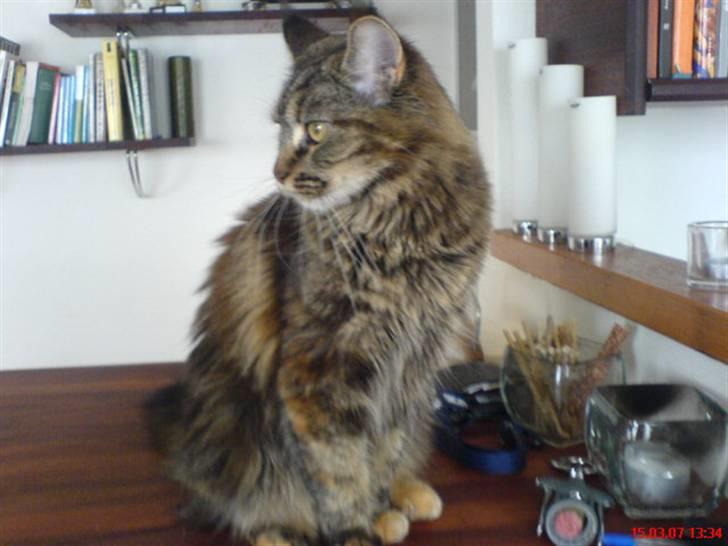 Maine Coon Freja billede 3