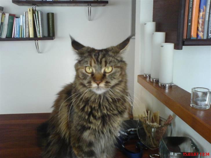 Maine Coon Freja billede 4