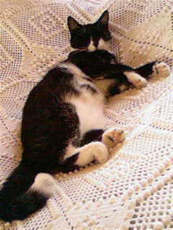 Huskat Cleo billede 1